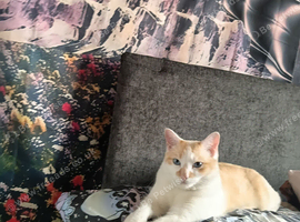 Young dsh/randomly male