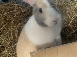 FREE Two bunnies