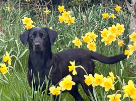 Labrador Pups For sale