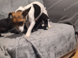 Jack Russell x Patterdale Puppoes