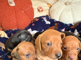 Kc reg mini dachshund pups for sale