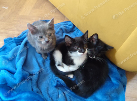 Beautiful kittens for sale