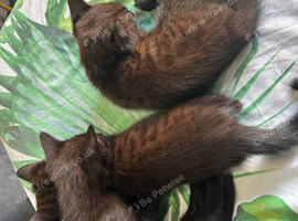 Stunning black bengal kittens ready to leave now