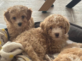 Beautiful F1 Cavapoochon Puppies &ndash; Ready for Their Forever Homes