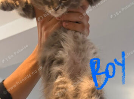 Pure Maine Coon kittens