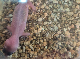 Baby leopard gecko
