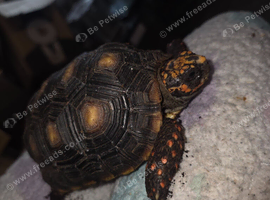 Young Male Redfoot Tortoise