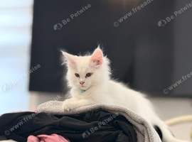 Beautiful full Maine coon kitten females