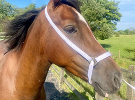 Welsh Sec C 3yr gelding