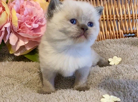 ABSOULETLY BEAUTIFUL PURE BRED BSH KITTENS