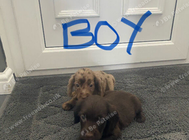 Cocker spaniel puppies