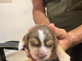 F1B cockapoo pups