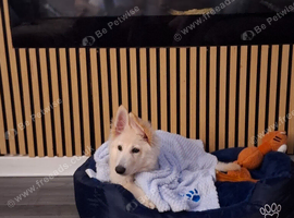 Rehoming white german shepherd puppy