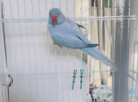 Blue Indian ringnick parrot