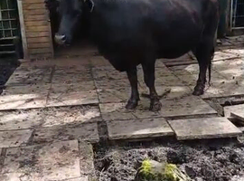 Dexter x Jersey cows