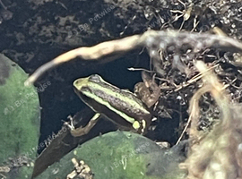 Epipedobates anthonyi Santa Isabell dart frogs