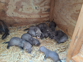 Ferret kits for sale...........reserve now ready in about 3-4 weeks