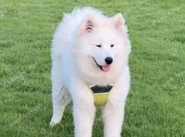 10 month old Samoyed