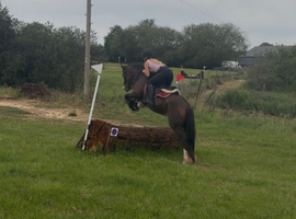 Gorgeous 14.1h bay ride and drive cob mare