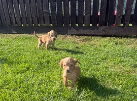 working cocker spaniel puppies
