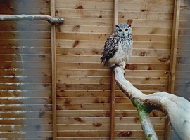 Bengal eagle owl