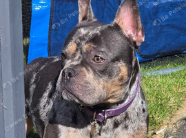2 year old frenchie cross