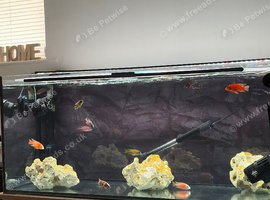X10 PEACOCK CICHLIDS