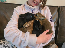 Exceptional Netherland Dwarf, extremely tame, READY NOW!