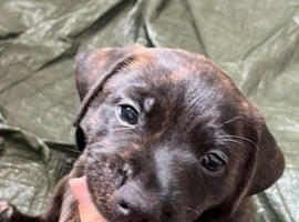 Staffy x dachshund jacky