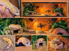 Looking for a wonderful new home for Giz