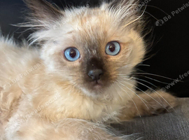Stunning ragdoll ready now