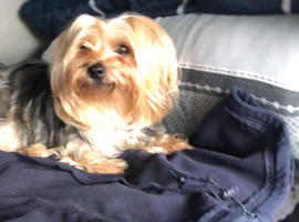 5 yers old Yorkshire Terrier female