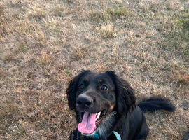 gsd cross crocker spaniel