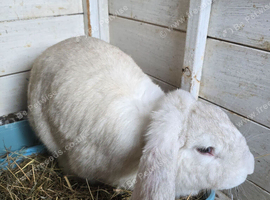 Rehome French Lops