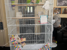 Two male budgies