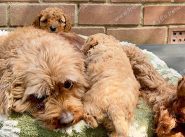Gorgeous Cavapoo Puppies Looking For Their Perfect Families