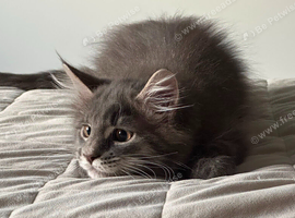 MAINE COON SILVER BLUE TABBY KITTEN BOY FOR SALE