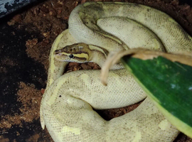 Mardi gras male python with full setup