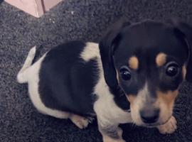 Dachshund puppy cross jack