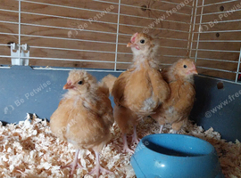 3 buff x Warren chick's