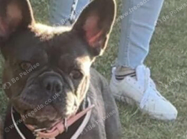 Blue female French bull dog