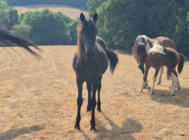 Friesian x tb yearling