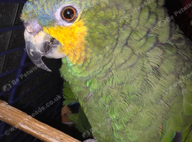 Blue fronted amazon male 2+ years old