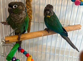 Breeding pair of conures