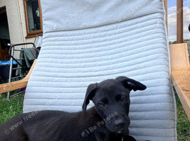 4 boys available