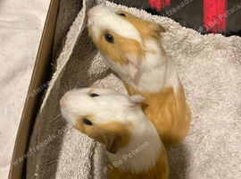 Baby boy guineapigs