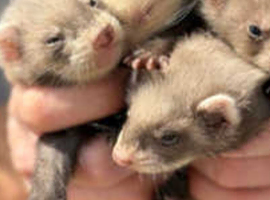 Ferrets for sale ready now