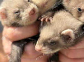 Ferrets for sale ready now