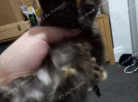 3 female kittens new home ready &pound;150 each
