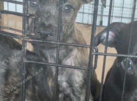 Litter of puppies